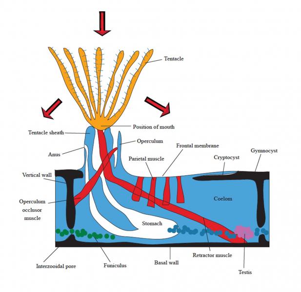 Anatomy of a basic bryozoan zooid